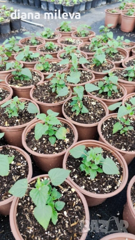 Салвия Червен Роман, Salvia Roman Red или по-известна като Градински чай!!, снимка 8 - Градински цветя и растения - 54161532