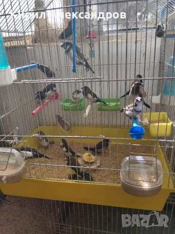Продавам японски амадини