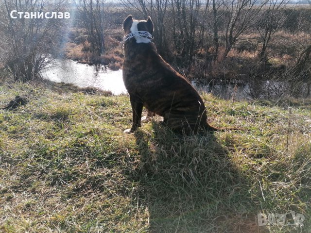 Тигров питбул за разплод ... , снимка 6 - Питбул - 31691648