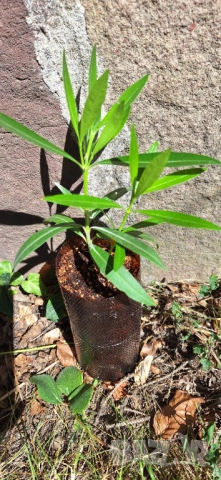 Зокум/ Олеандър в бял и розов кичест цвят, снимка 4 - Разсади - 51549509