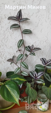 Tradescantia zebrina, снимка 3 - Стайни растения - 51996609