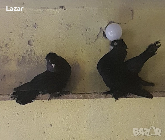 Продавам Ростовски, снимка 4 - Гълъби - 54044873