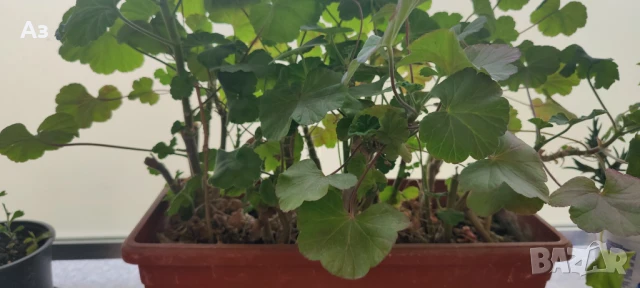 Продавам цветя Мушкато българско, в сандъчета, снимка 3 - Разсади - 51000851