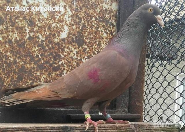 Пазарджишки  високолетачи , снимка 6 - Гълъби - 30874877