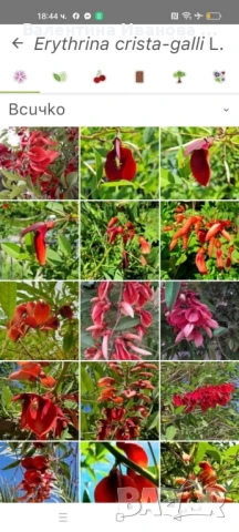 екзотично растение , снимка 1