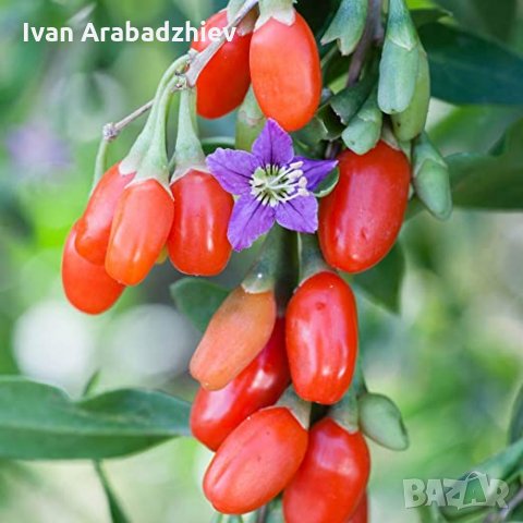 Разсад Годжи Бери