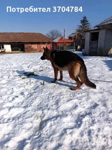 Продавам немска овчарка , снимка 12 - Немска овчарка - 53163238