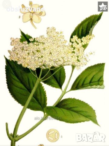 Бъз, фиданка, дръвче, снимка 1