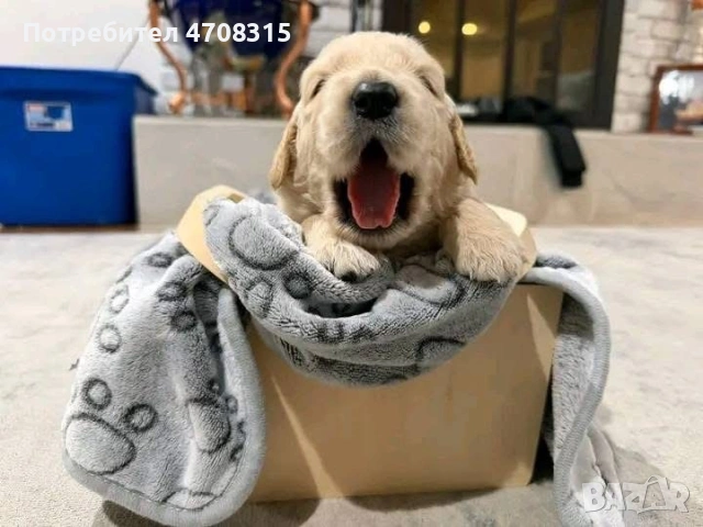 Голдън ретривър момче родословен баща