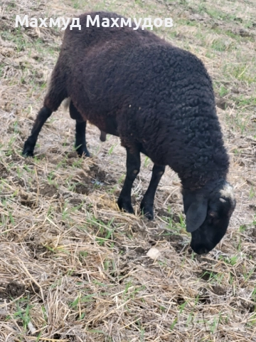 продавам коч.., снимка 1