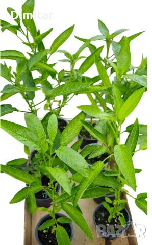 Разсад ПЕПИНО Пъпешово дърво . Сорт (Solanum Muricatum) ▪️Развива се много бързо , снимка 3 - Разсади - 55729736
