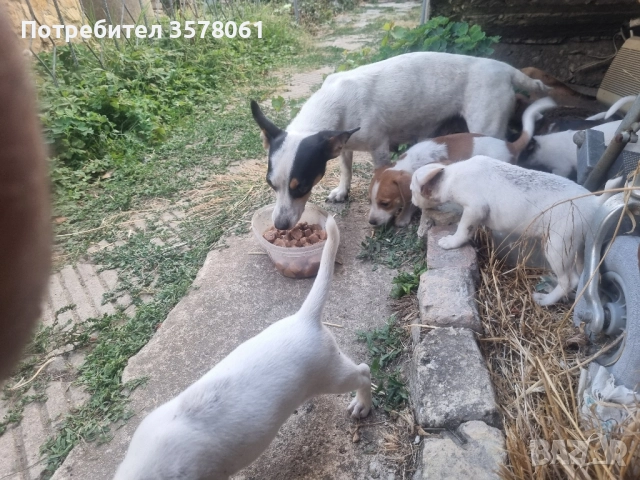 Джак Ръсел малки кученца, снимка 4 - Джак ръсел териер - 51472978