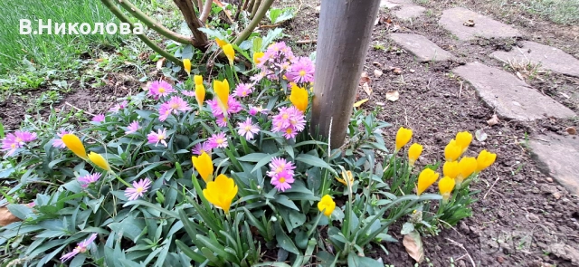 Отдавам самостоятелна къща под наем в гр. Перник , снимка 16 - Къщи - 52379734