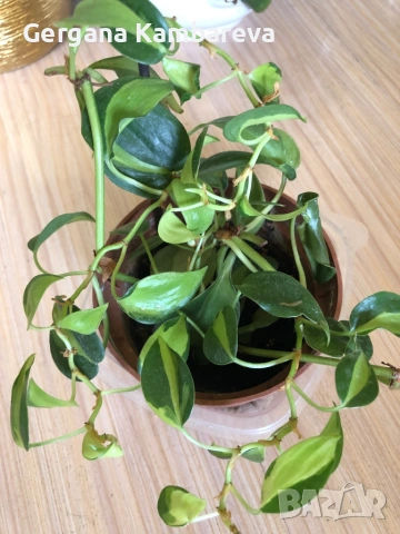 Philodendron Cream Splash 