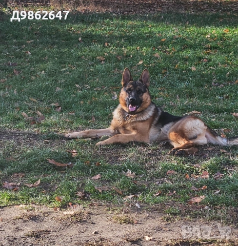 Мъжка немска овчарка за разплод