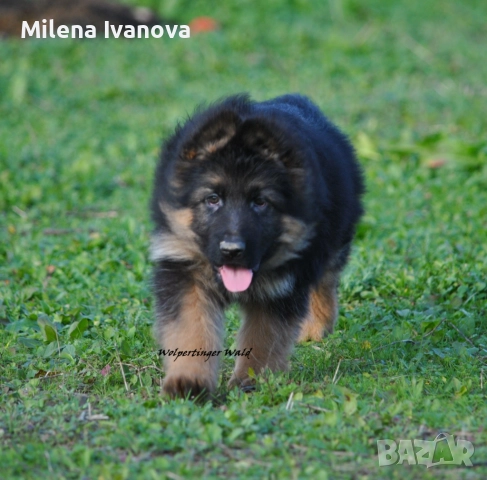Мъжко кученце с дълъг косъм от развъдник , снимка 3 - Немска овчарка - 52903412