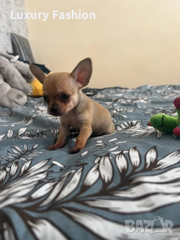 Мини чихуахуа момченце