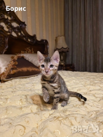 Бенгалско коте