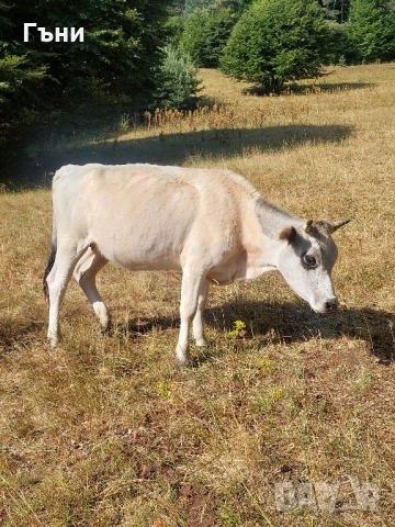 продавам юници крави за дамазлък, снимка 8 - Крави - 50844108
