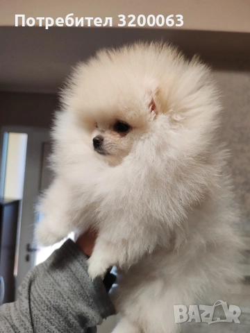 Померан мини женско , снимка 10 - Померан - 53378760