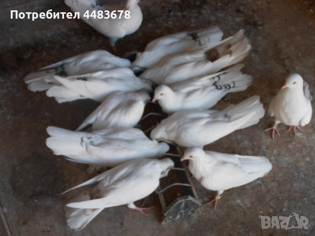 Гълъби бемкалии, снимка 5 - Гълъби - 50423696