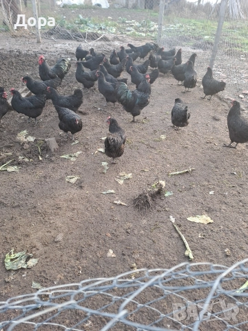 оплодени яйца от кокошки черен авсралорп , снимка 9 - Кокошки и пуйки - 52885276