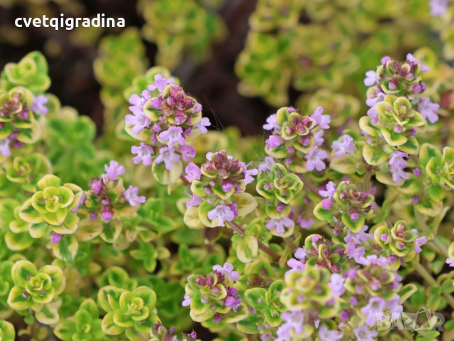 Лимонова мащерка, снимка 3 - Градински цветя и растения - 54344925