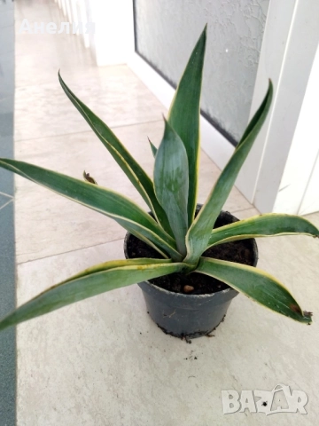 Агаве 2 вида