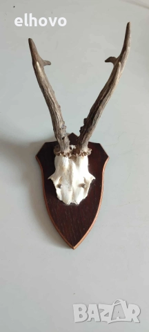 Еленови рога с череп#3, снимка 2 - Антикварни и старинни предмети - 52036157