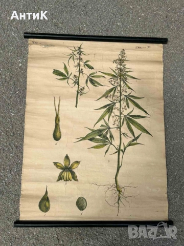 Соц Учебни Плакати Постери Биология, снимка 6 - Антикварни и старинни предмети - 51734458