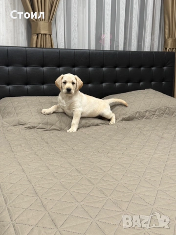 Чистокръвни Лаабрадор Ретривар., снимка 5 - Лабрадор ретривър - 54199666