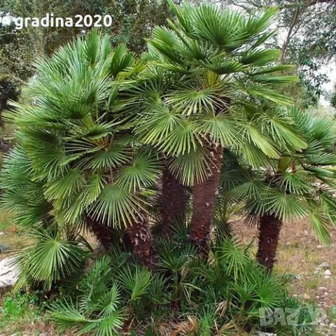Палма Хамеропс, Chamaerops humilis