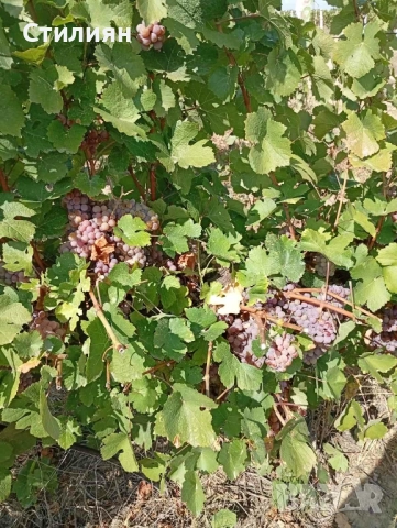 Продавам грозде сорт Траминер, снимка 1