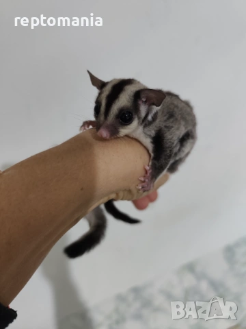 Захарна катеричка летяща торбеста катерица, снимка 2 - Други животни - 53143127