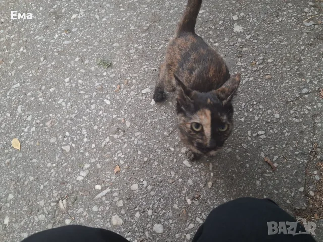 Коте - подарявам котенце, снимка 4 - Други - 55791966