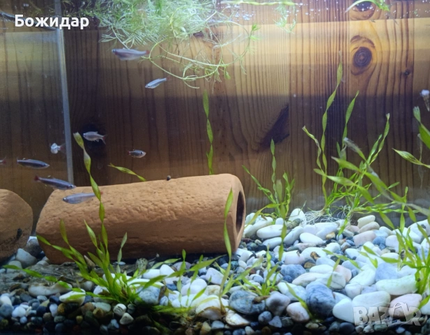 Продавам рибки , снимка 2 - Рибки - 53990472