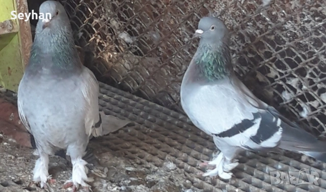 Гълъби мардини 