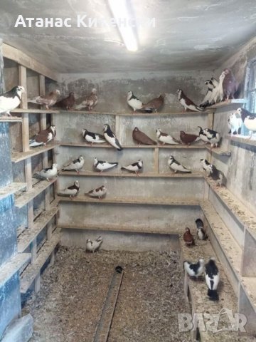 Гълъби високолетачи ПАЗАРДЖИШКИ !, снимка 16 - Гълъби - 30137762