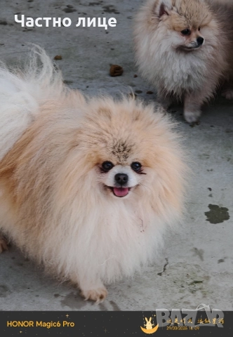 мъжки померан, снимка 3 - Померан - 51843573