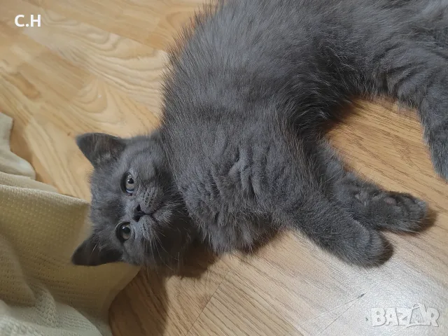 Британски котенца