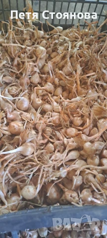 Шафранови луковици, снимка 5 - Домашни продукти - 50898714