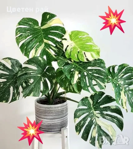 Комплект от три вида monstera, може и по отделно