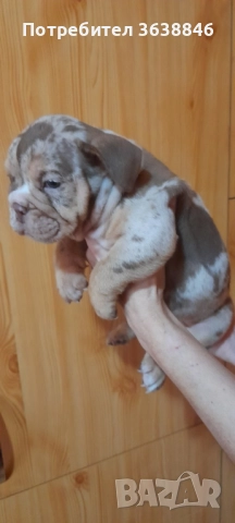 Английски булдог, снимка 5 - Английски булдог - 52064316