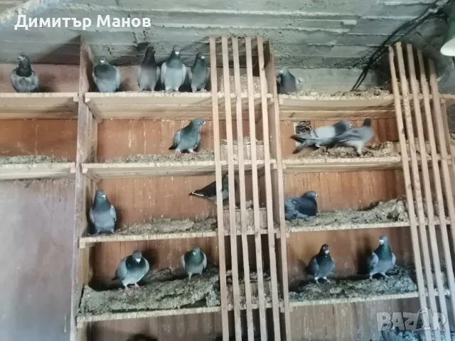 Пощенски гълъби, снимка 2 - Гълъби - 49418554
