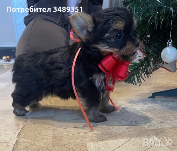 Йоркширски териер, снимка 2 - Йоркширски териер - 52748336