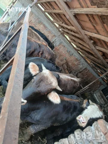 Продавам телета., снимка 3 - Крави - 56534913