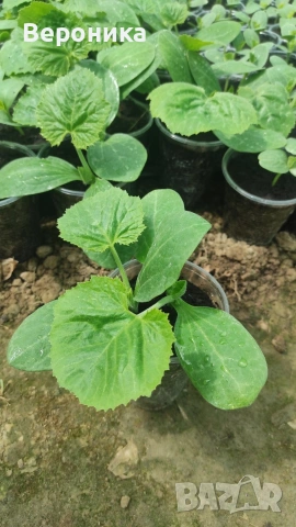 Предлагам разсад тиквички сорт Блек Бюти и Изобилна, снимка 4 - Разсади - 54194863