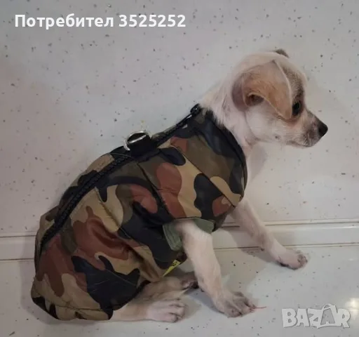 ЧИХОПИНЧЕР  МОМИЧЕ НА 3- М.  С 2- ВАКСИНИ  И ПАСПОРТ !, снимка 6 - Пинчер - 56160461