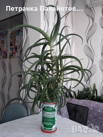 Лечебно алое, снимка 2 - Стайни растения - 30643036