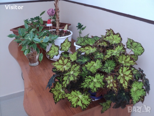 Sony Cyber-shot DSC-S2100   12 МРх, снимка 17 - Фотоапарати - 52851341